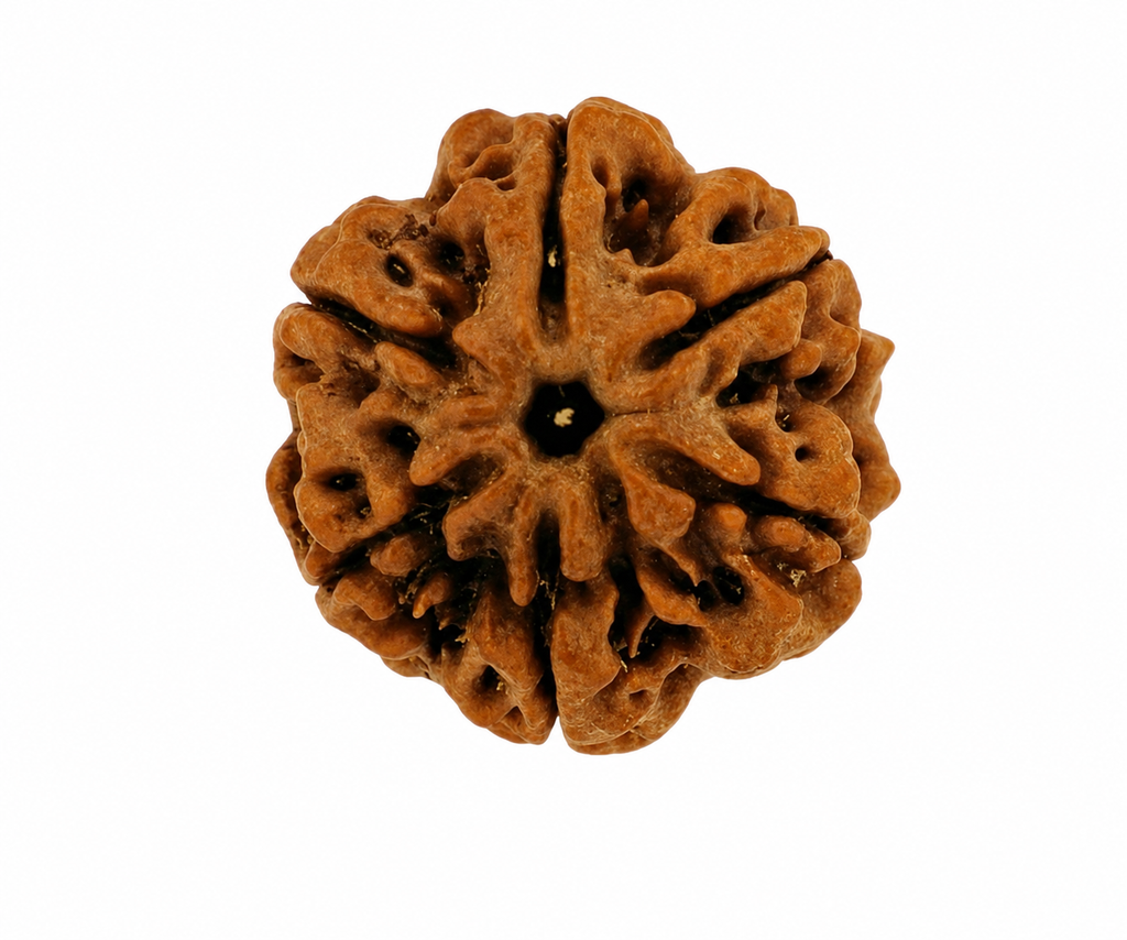 Foundation Rudraksha Set (5, 6 & 7 Mukhi)