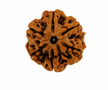 Natural 6 Mukhi Rudraksha (Nepali)