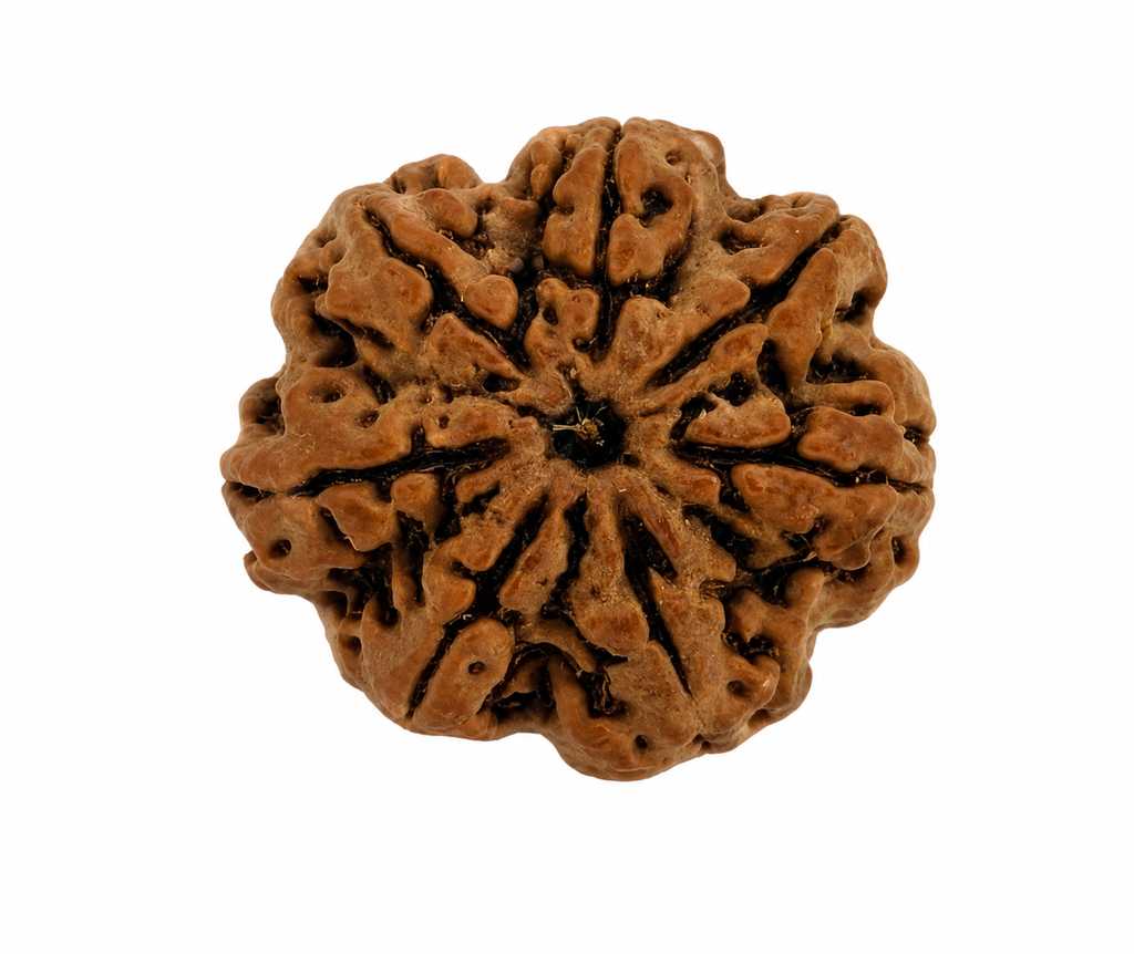 Natural 7 Mukhi Rudraksha (Nepali)