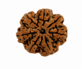 Natural 7 Mukhi Rudraksha (Nepali)