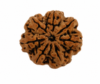 7 Mukhi Rudraksha & Green Aventurine Bracelet