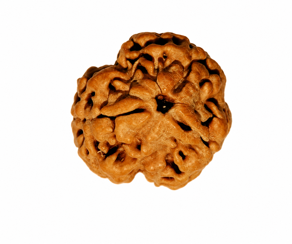 Natural 3 Mukhi Rudraksha (Nepali)