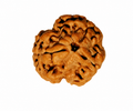 Natural 3 Mukhi Rudraksha (Nepali)