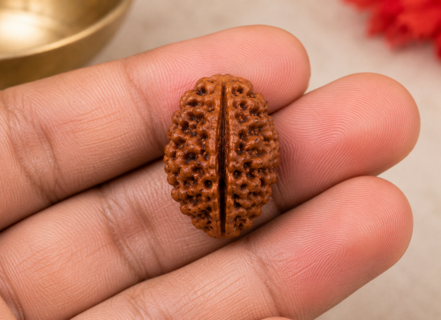 Premium 2 Mukhi Rudraksha Bead – Original Nepali