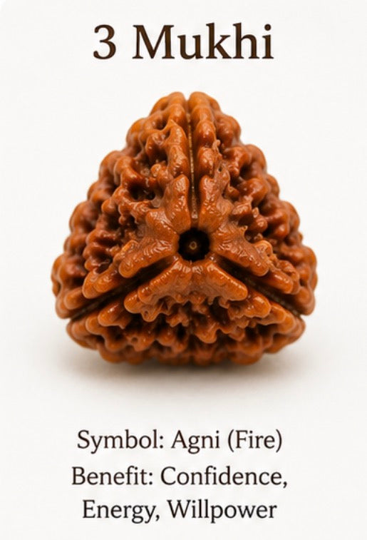 Natural 3 Mukhi Rudraksha (Nepali)