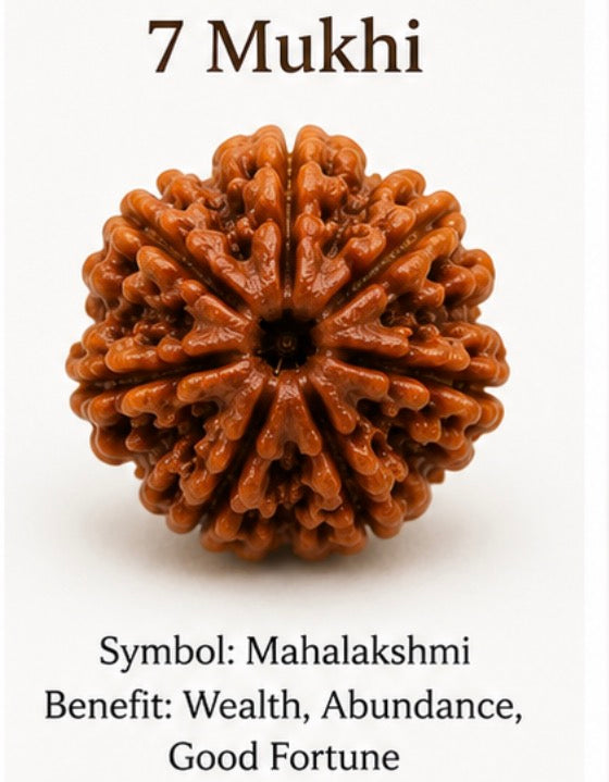 Natural 7 Mukhi Rudraksha (Nepali)
