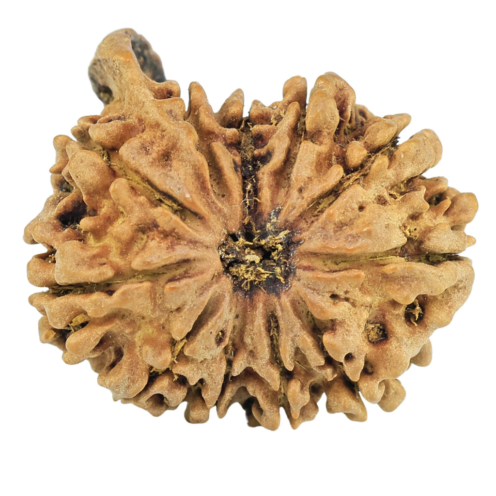Natural Ganesh Rudraksha (Nepali)