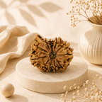 Natural Ganesh Rudraksha (Nepali)