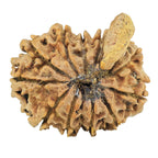 Natural Ganesh Rudraksha (Nepali)
