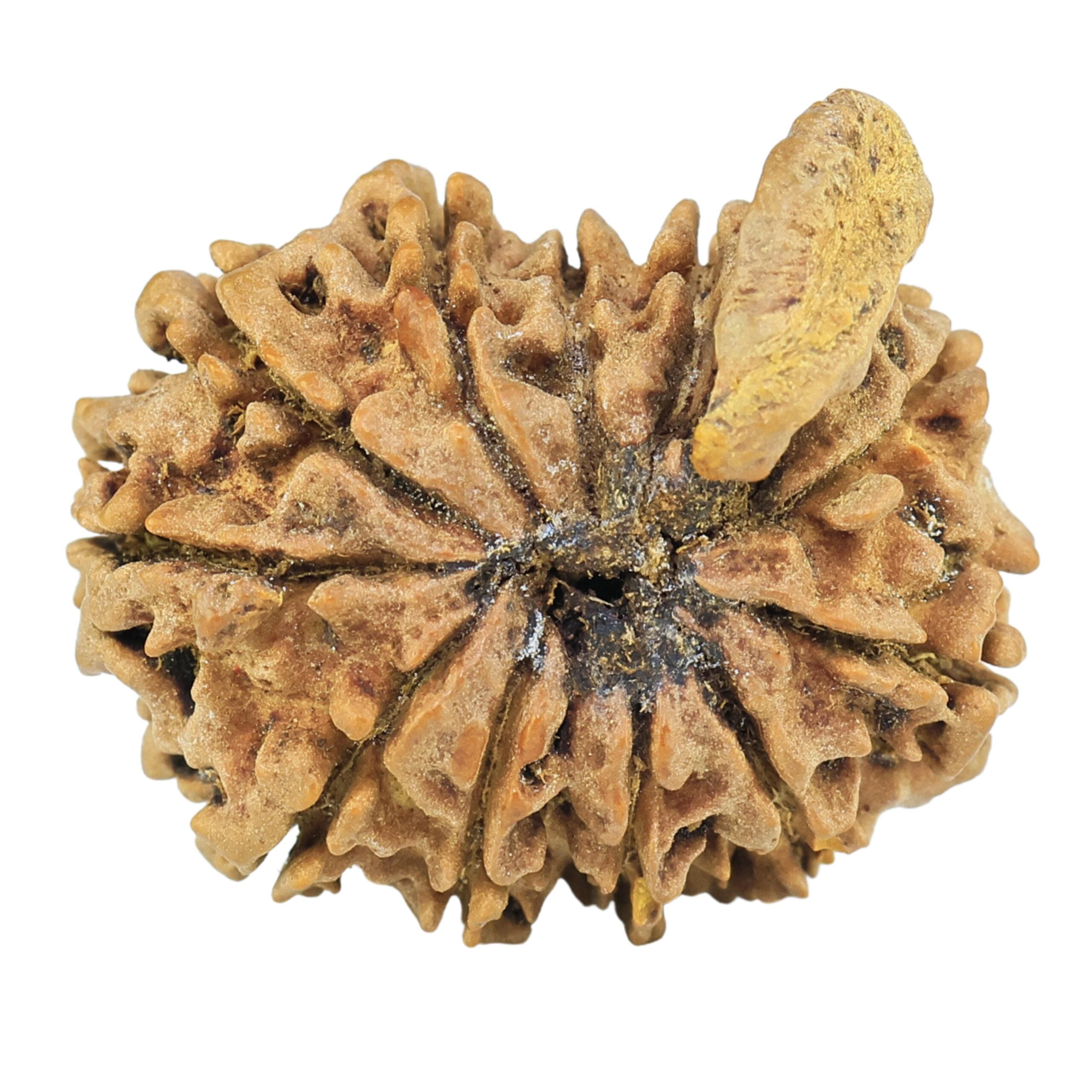 Natural Ganesh Rudraksha (Nepali)