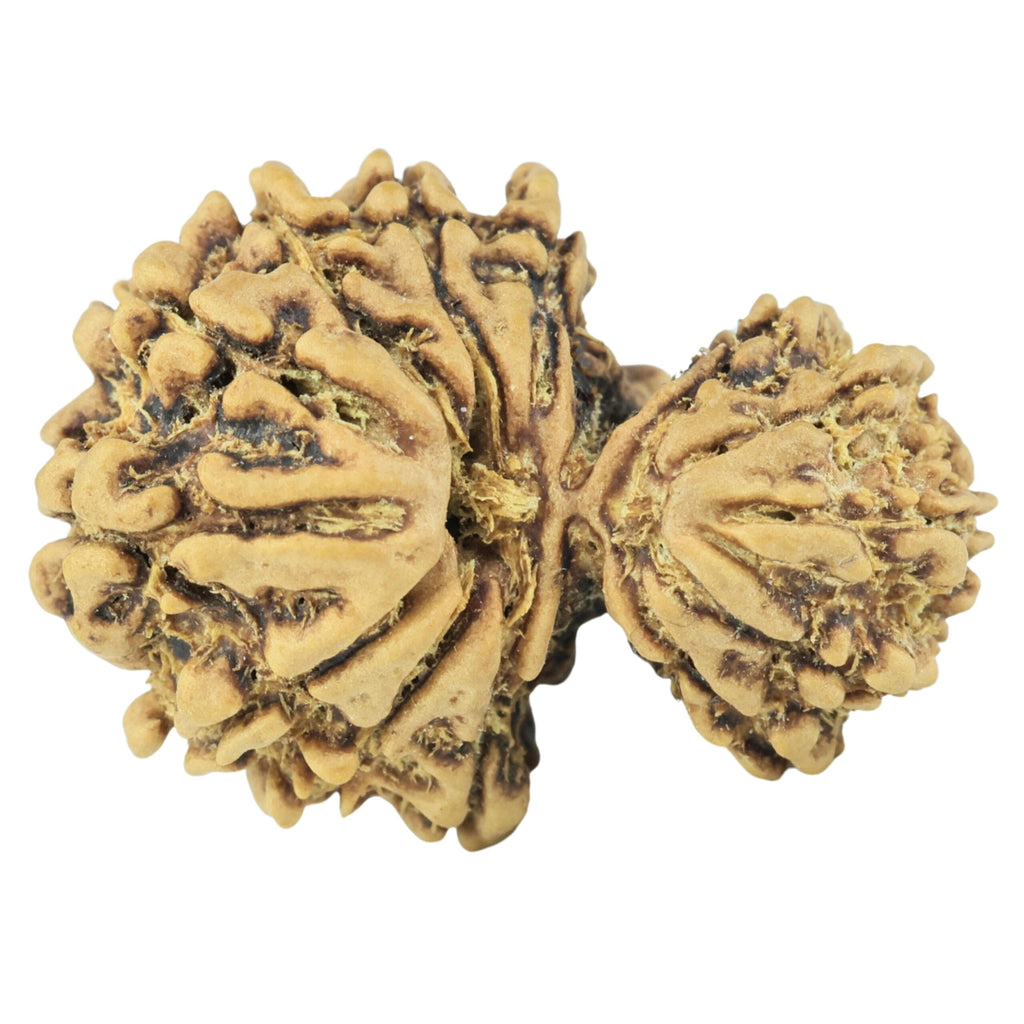 Natural Garbh Gauri Rudraksha (Nepali)