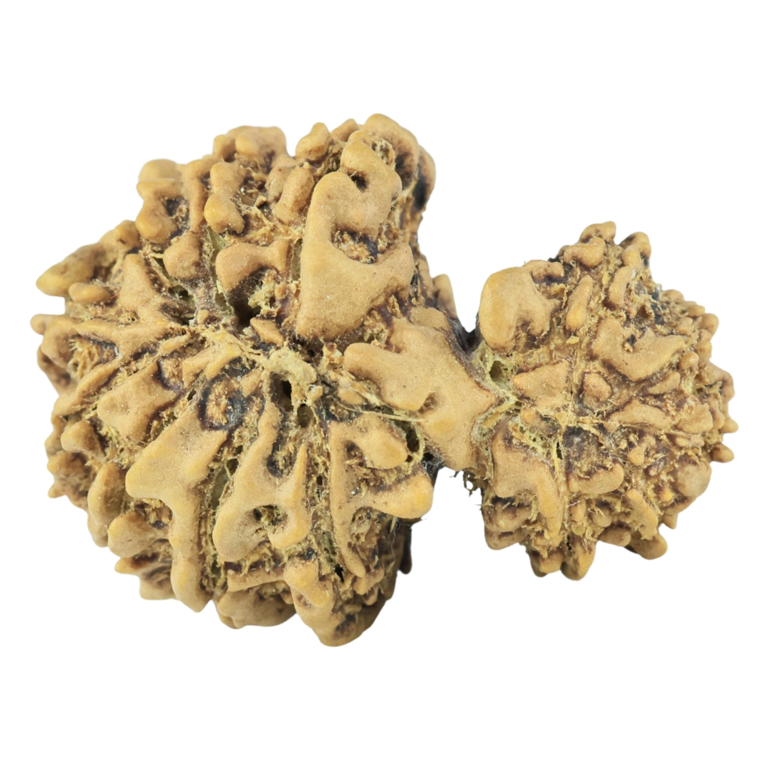 Natural Garbh Gauri Rudraksha (Nepali)