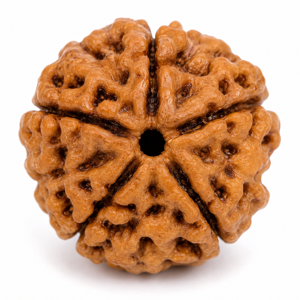 Natural 5 Mukhi Rudraksha (Nepali)
