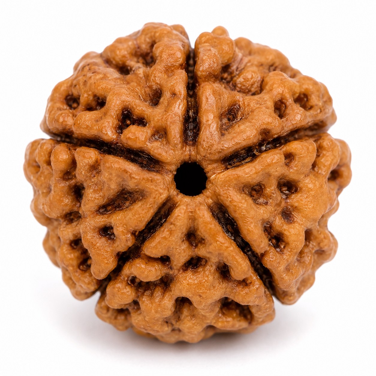 Natural 5 Mukhi Rudraksha (Nepali)