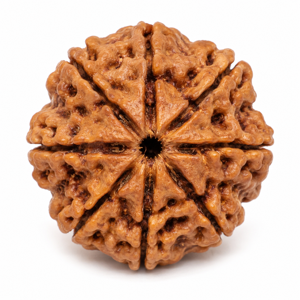 Natural 5 Mukhi Rudraksha (Nepali)