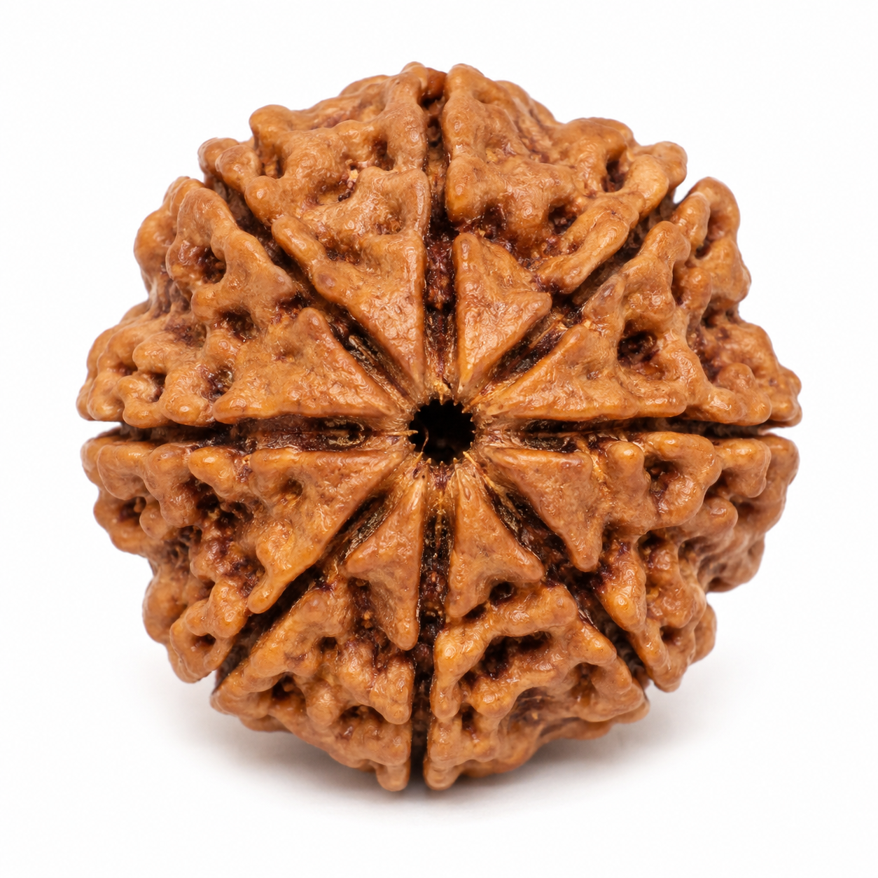 Natural 5 Mukhi Rudraksha (Nepali)