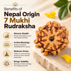 Natural 7 Mukhi Rudraksha (Nepali)