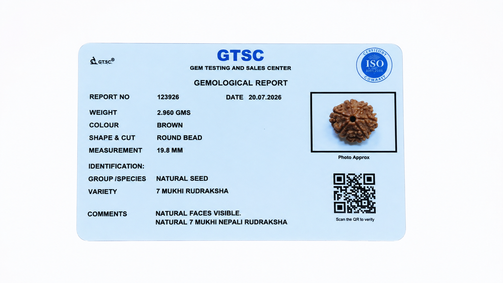 Natural 7 Mukhi Rudraksha (Nepali)
