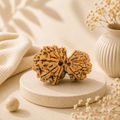 Natural Gaurishankar Rudraksha (Nepali)