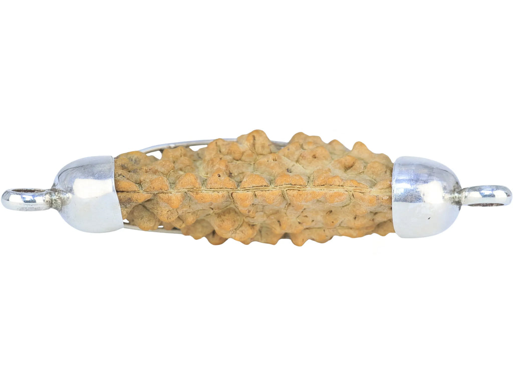 Natural 1 Mukhi Rudraksha - Indian