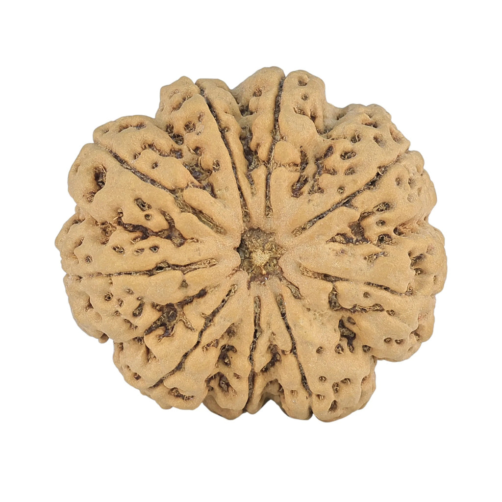Natural 9 Mukhi Rudraksha (Nepali)