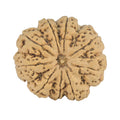 Natural 9 Mukhi Rudraksha (Nepali)
