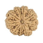 Natural 9 Mukhi Rudraksha (Nepali)