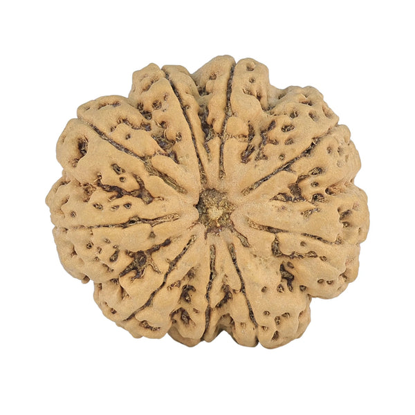 Natural 9 Mukhi Rudraksha (Nepali)