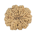 Natural 9 Mukhi Rudraksha (Nepali)